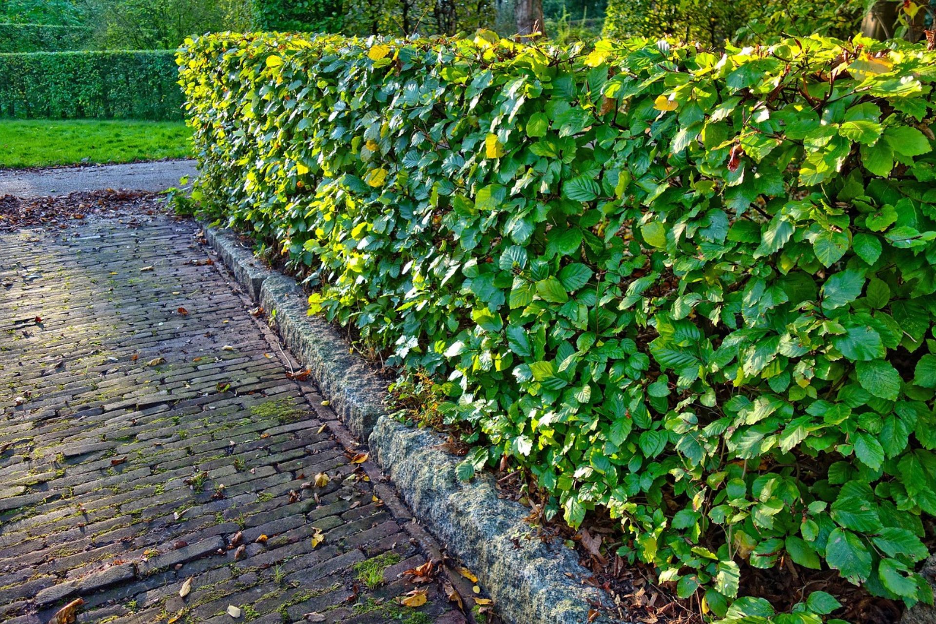 Hedge trimming services with clean, sharp cuts