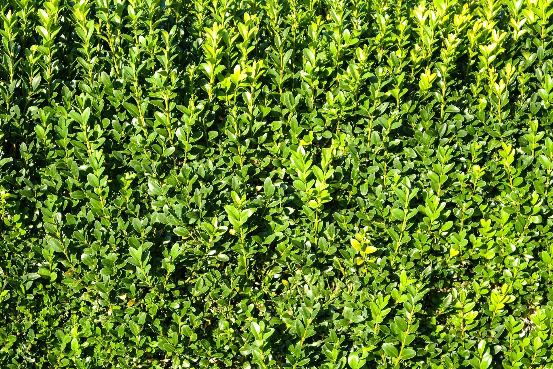 A freshly trimmed hedge after someone searched for hedge cutting services near me
