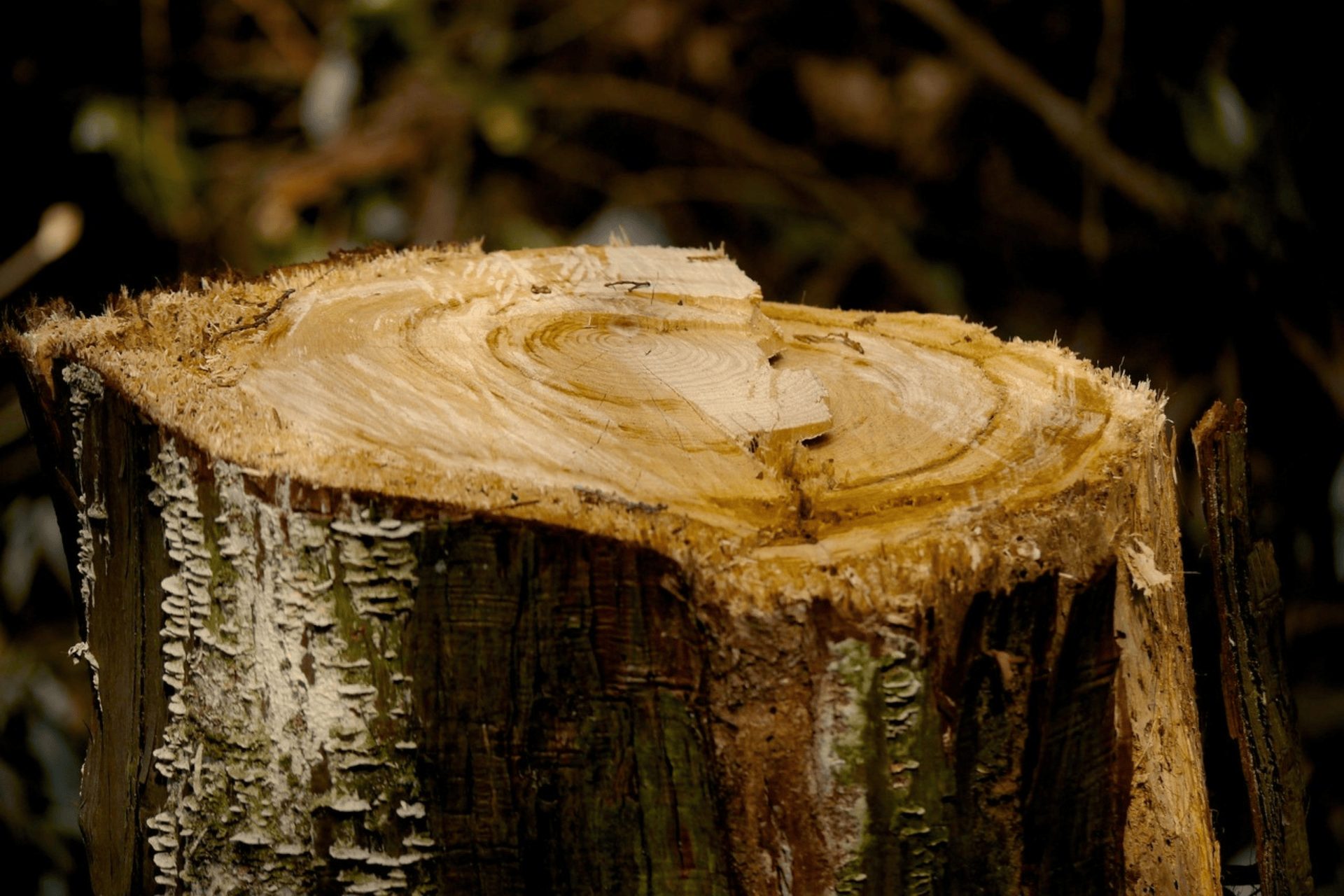 A tree stump in a back garden in Norwich that needs a removal service