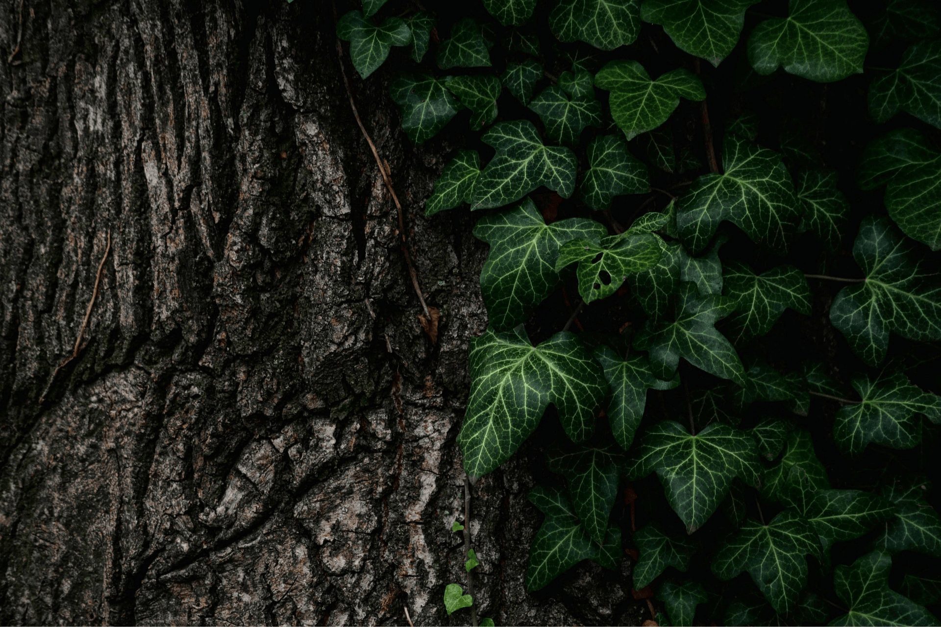 Ivy growing up a tree which would need a tree surgeon in the Norwich area to come and cut it off