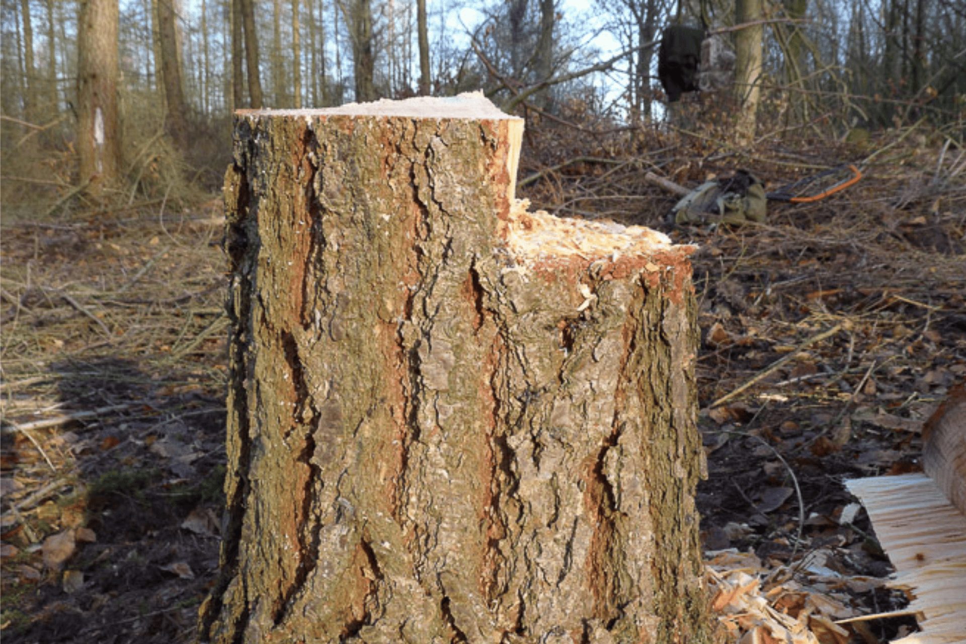 The stump thats left from a tree felling in Norwich project that we worked on